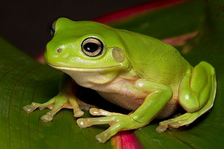 Ilmuwan Berhasil Meregenerasi Kaki Katak yang Hilang, Berikutnya Manusia?