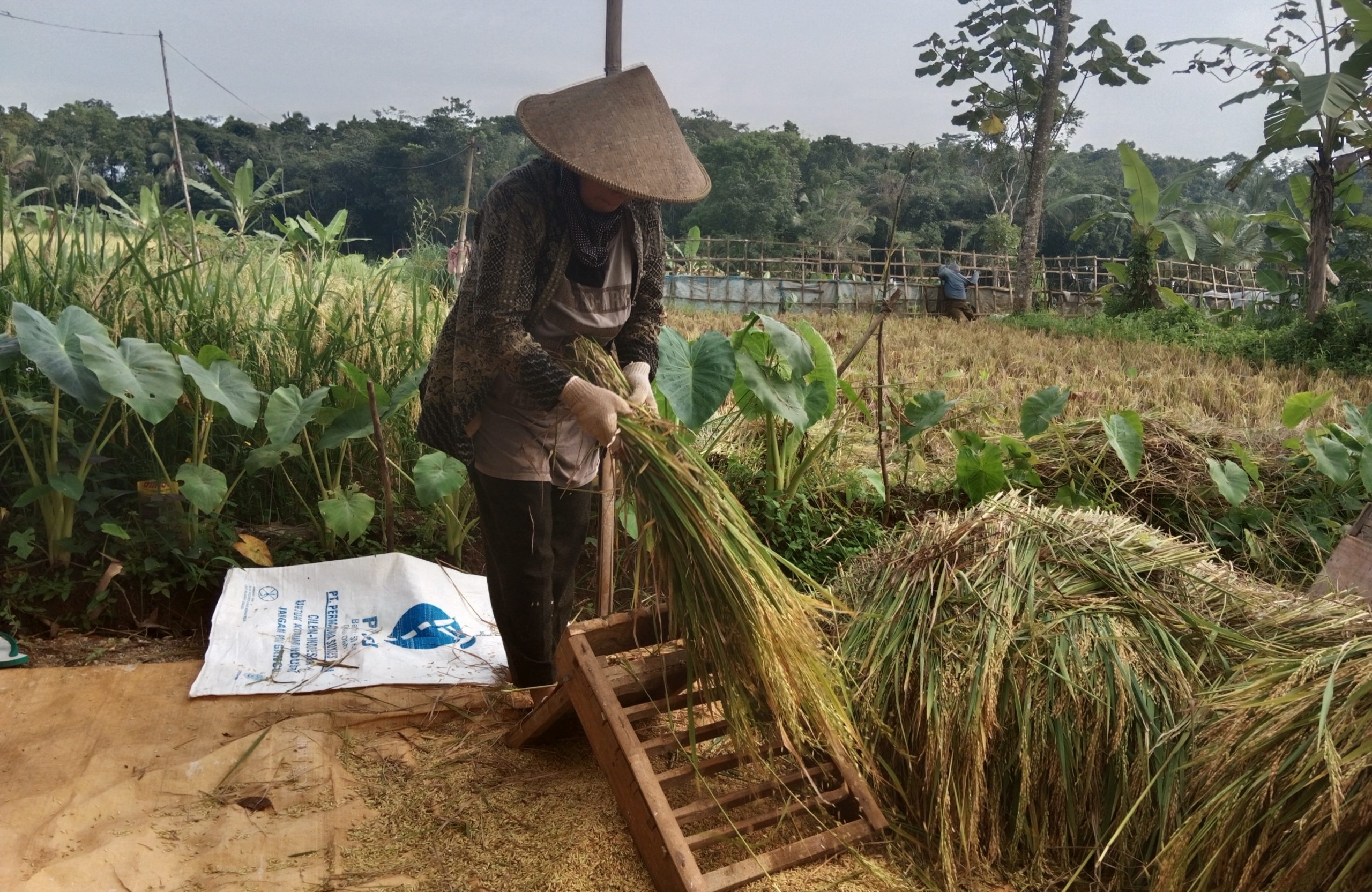 Petani di Tasikmalaya Mendambakan Mesin Perontok Padi