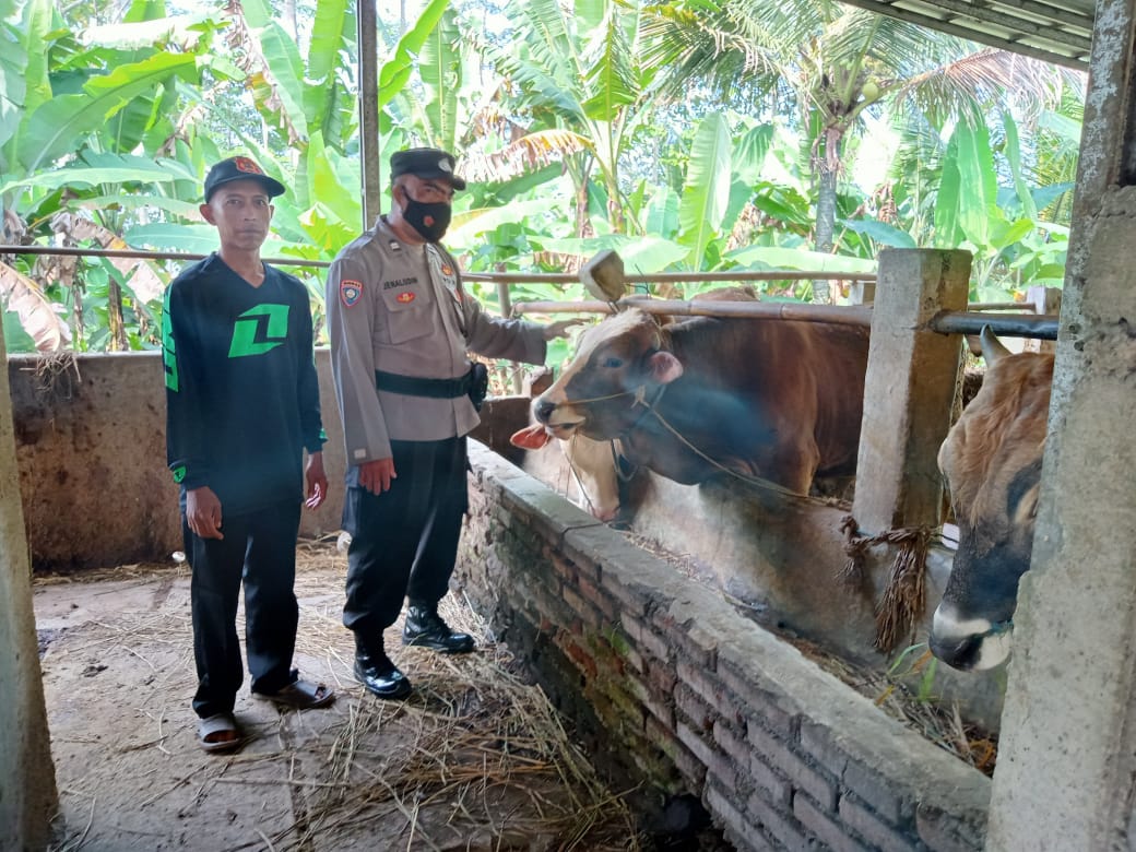 Polsek Rancah Laksanakan Pengecekan Kondisi Hewan Ternak Sapi