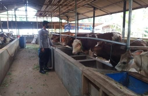 Vaksin Hewan Ternak Khusus untuk Penyakit Mulut dan Kuku Tiba di Indonesia