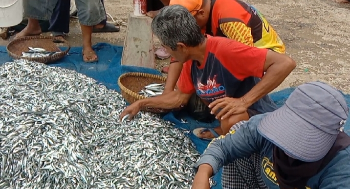 Nelayan Jaring Ered di Pangandaran Panen Ikan Layang