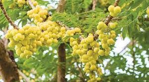 Tau Buah Cermai, Ini Maanfaatnya Bagi Kesehatan