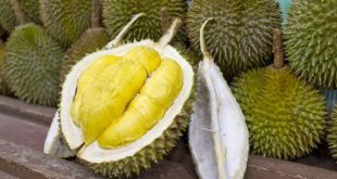 Suka Durian? Ini 3 Manfaatnya Untuk kesehatan